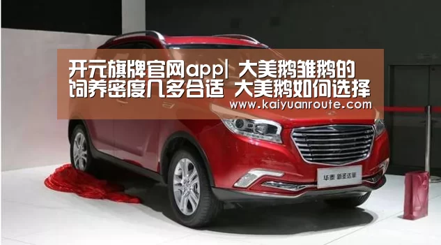 开元旗牌官网app|
大美鹅雏鹅的饲养密度几多合适 大美鹅如何选择养鹅饲养密度(图1) 开元旗牌官网
